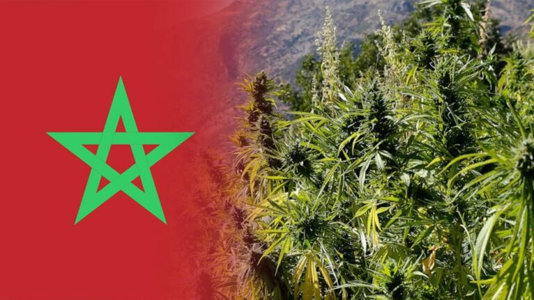 Maroko wydaje pozwolenia na uprawę marihuany