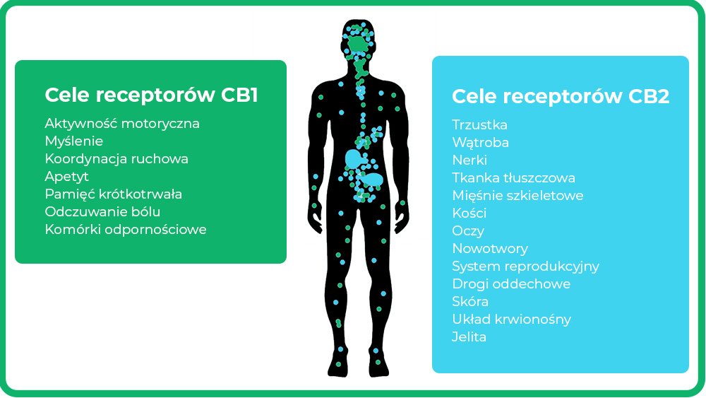 Receptory kannabinoidowe CB1 i CB2 w organizmie