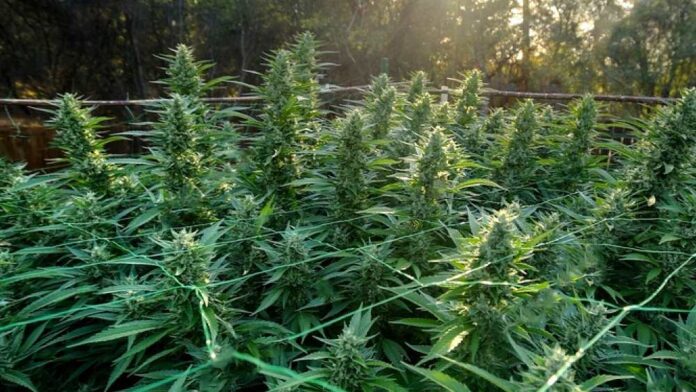 Marihuana to 6 najbardziej dochodowa roślina uprawna w Ameryce