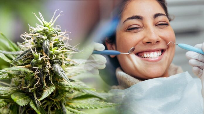 Pacjentka pod wpływem marihuany u dentysty