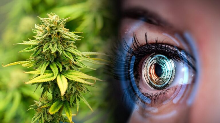 Policjanci mogą wkrótce zeskanować gałki oczne, aby sprawdzić, czy jeździsz pod wpływem marihuany