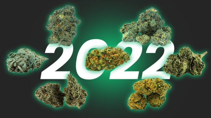 Najpopularniejsze odmiany marihuany 2022 roku