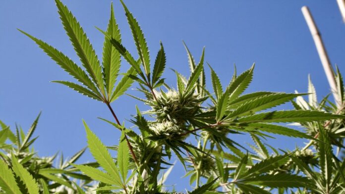 Wyspy Dziewicze Stanów Zjednoczonych legalizują marihuanę dla dorosłych