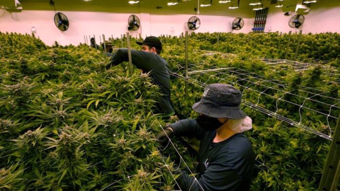 Przemysł legalnej marihuany stworzy 108 000 nowych miejsc pracy w 2023 roku