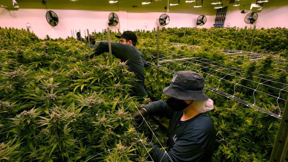 Przemysł legalnej marihuany stworzy 108 000 nowych miejsc pracy w 2023 roku