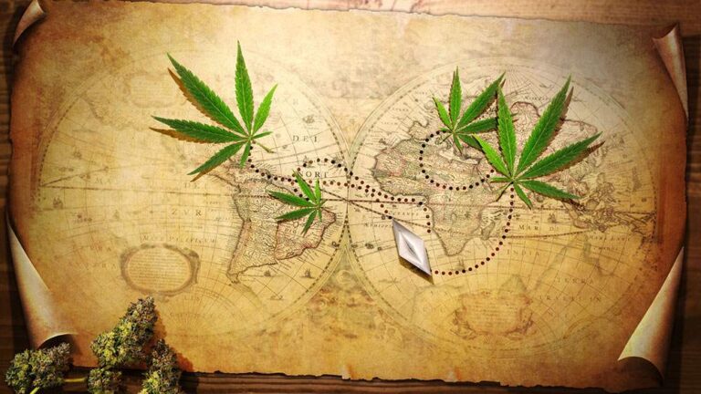 Historia marihuany: od starożytnej Azji po dzisiejsze kontrowersje