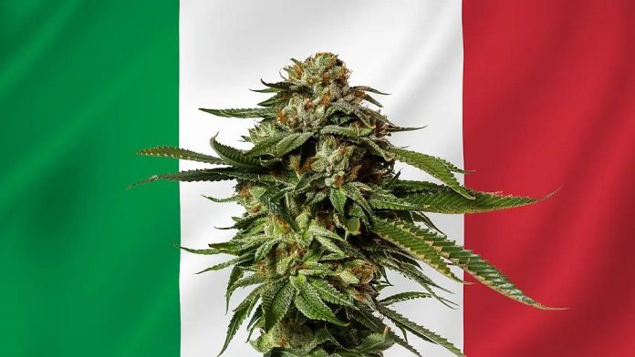 Włoski Sąd: Uprawa marihuany nie jest przestępstwem