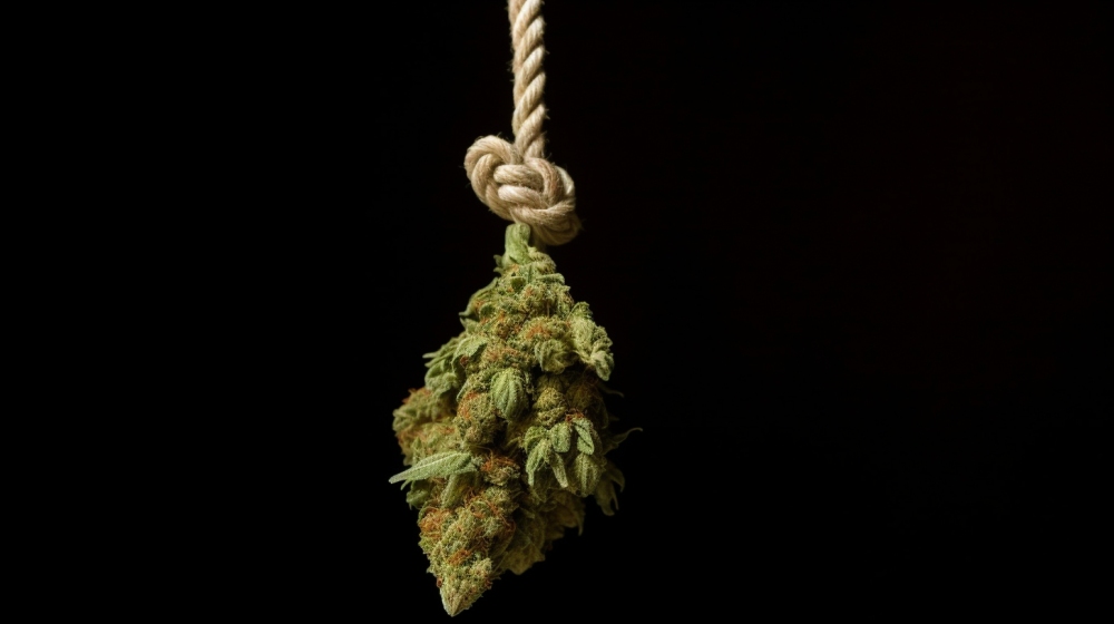 powieszenie za marihuane