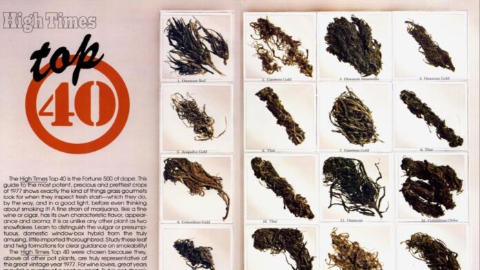 Top 10 odmian marihuany z 1977 roku