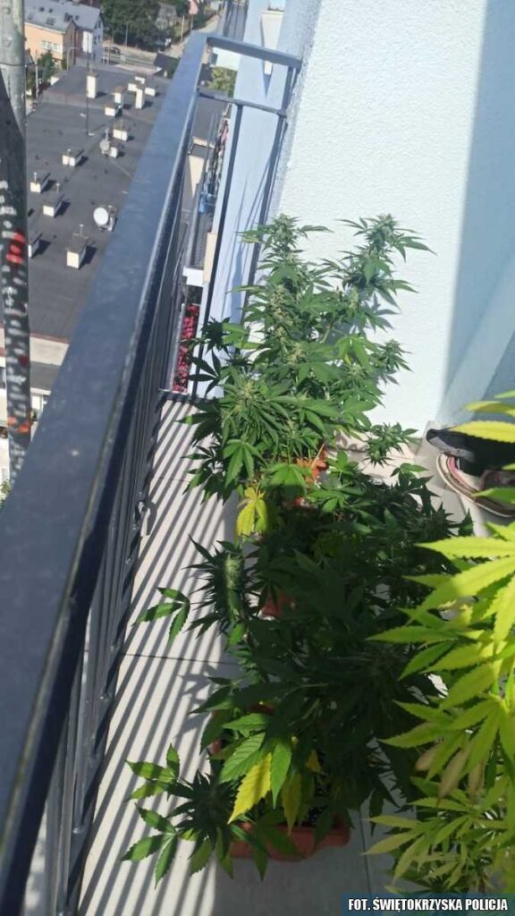 kielce uprawa marihuany na balkonie
