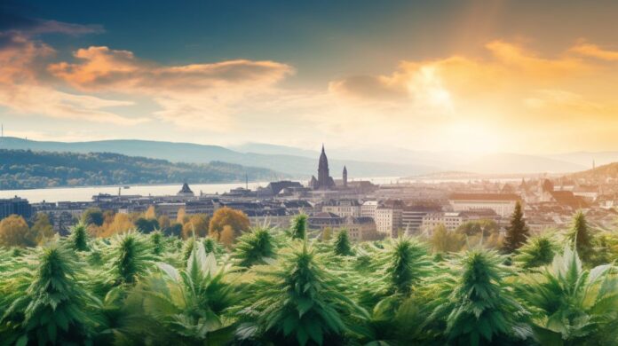 Genewa - pilotażowy program legalizacji marihuany rozpocznie się w grudniu