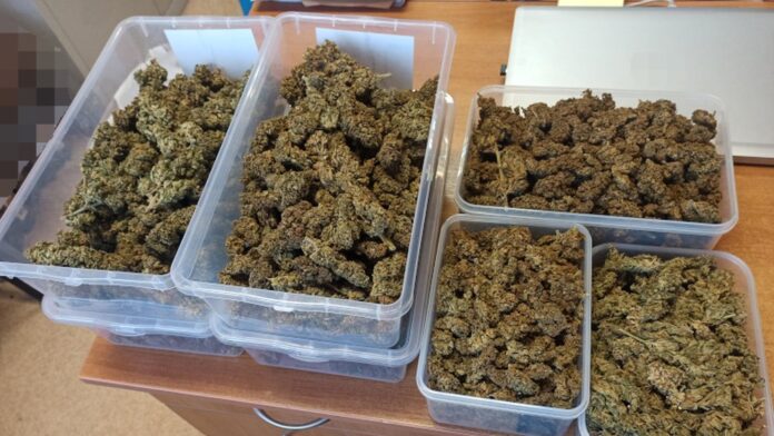 Kilogram marihuany na własny użytek znaleziony u mieszkańca Płońska