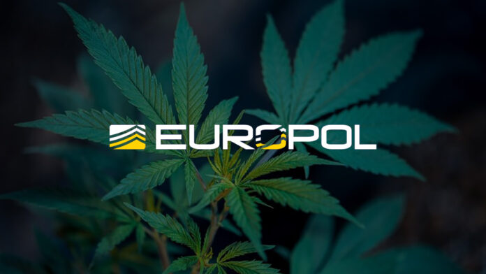 Europol - marihuana prowadzi do przemocy i popełniania przestępstw