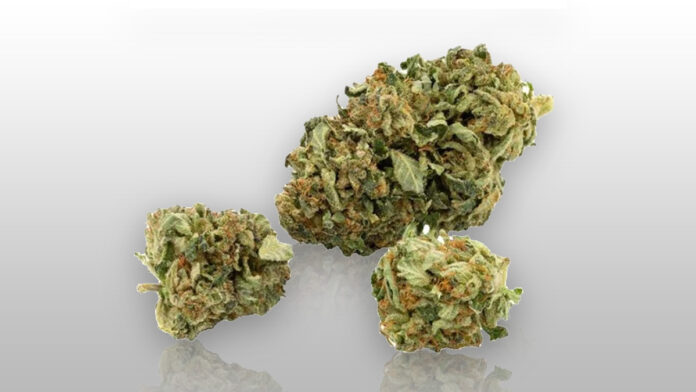 Medyczna marihuana - odmiana Galaxy Walker OG od S-LAB. Jasnozielone kwiaty z przebijającymi się pomarańczowymi włoskami