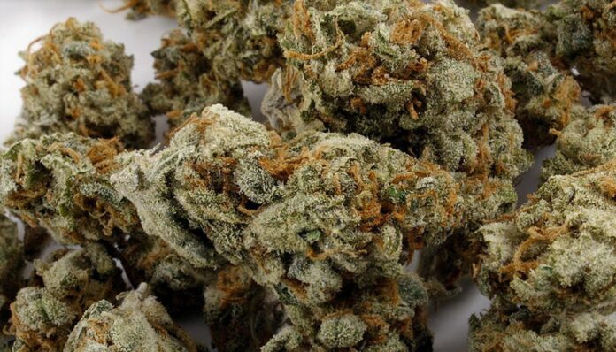 Medyczna marihuana Amnesia Haze (Desert Flame) marki Medezin - Cannabis Flos THC 20% CBD