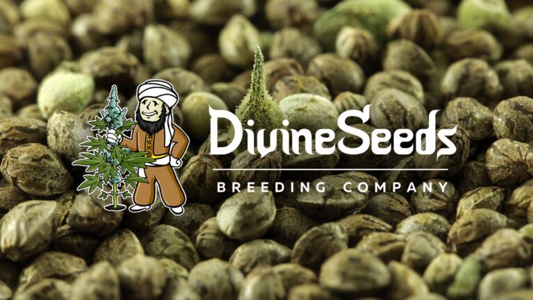 Divine Seeds – Pionierzy w dziedzinie genetyki nasion marihuany