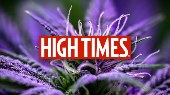 Logo High Times na tle makro zdjęcia fioletowej rośliny cannabis. Logo jest białe z czerwonym tłem, umieszczone centralnie na zdjęciu, które wyostrza szczegóły i kryształki na liściach rośliny
