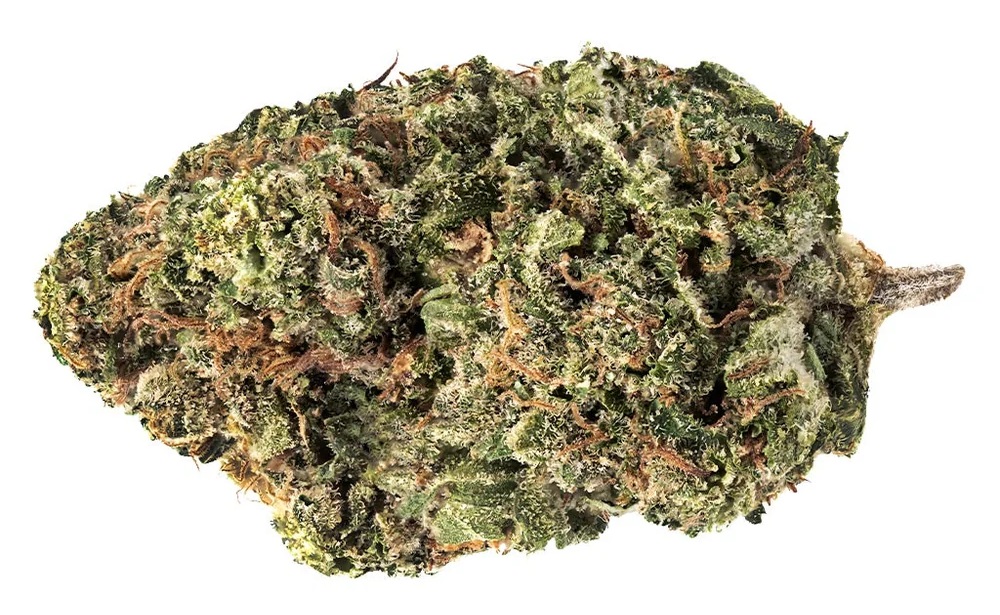 Zbliżenie na kwiat odmiany marihuany Jack Haze, prezentujący jego gęstą strukturę z bogatym pokryciem trychomów oraz mieszanką zielonych odcieni z pomarańczowymi włoskami