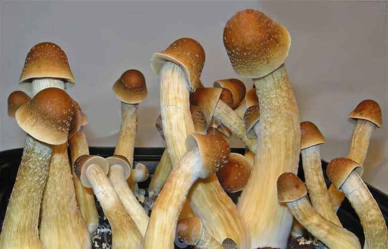 Grupa grzybów Penis Envy, charakteryzujących się grubymi trzonami i bulwiastymi, brązowymi kapeluszami, przypominającymi obrzezanego penisa. Grzyby rosną w tacy uprawnej z widocznym podłożem u podstawy.