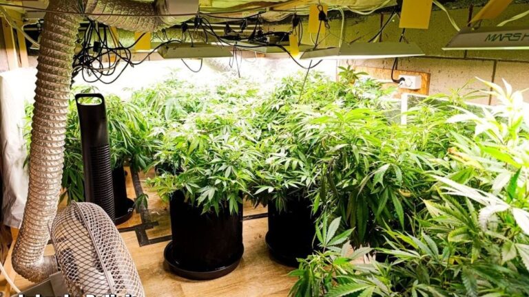 Plantacja marihuany ukryta pod łóżkiem - odkrycie policjantów