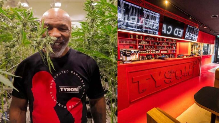 Zdjęcie przedstawia Mike'a Tysona, legendarnego boksera i współzałożyciela marki TYSON 2.0, stojącego wśród roślin konopi, uśmiechającego się i ubrany w koszulkę z logotypem swojej marki. Obok znajduje się zdjęcie wnętrza sklepu TYSON 2.0 Brandstore w Amsterdamie, z charakterystycznym czerwonym wystrojem, półkami z produktami i dużym ladą z logiem TYSON 2.0.